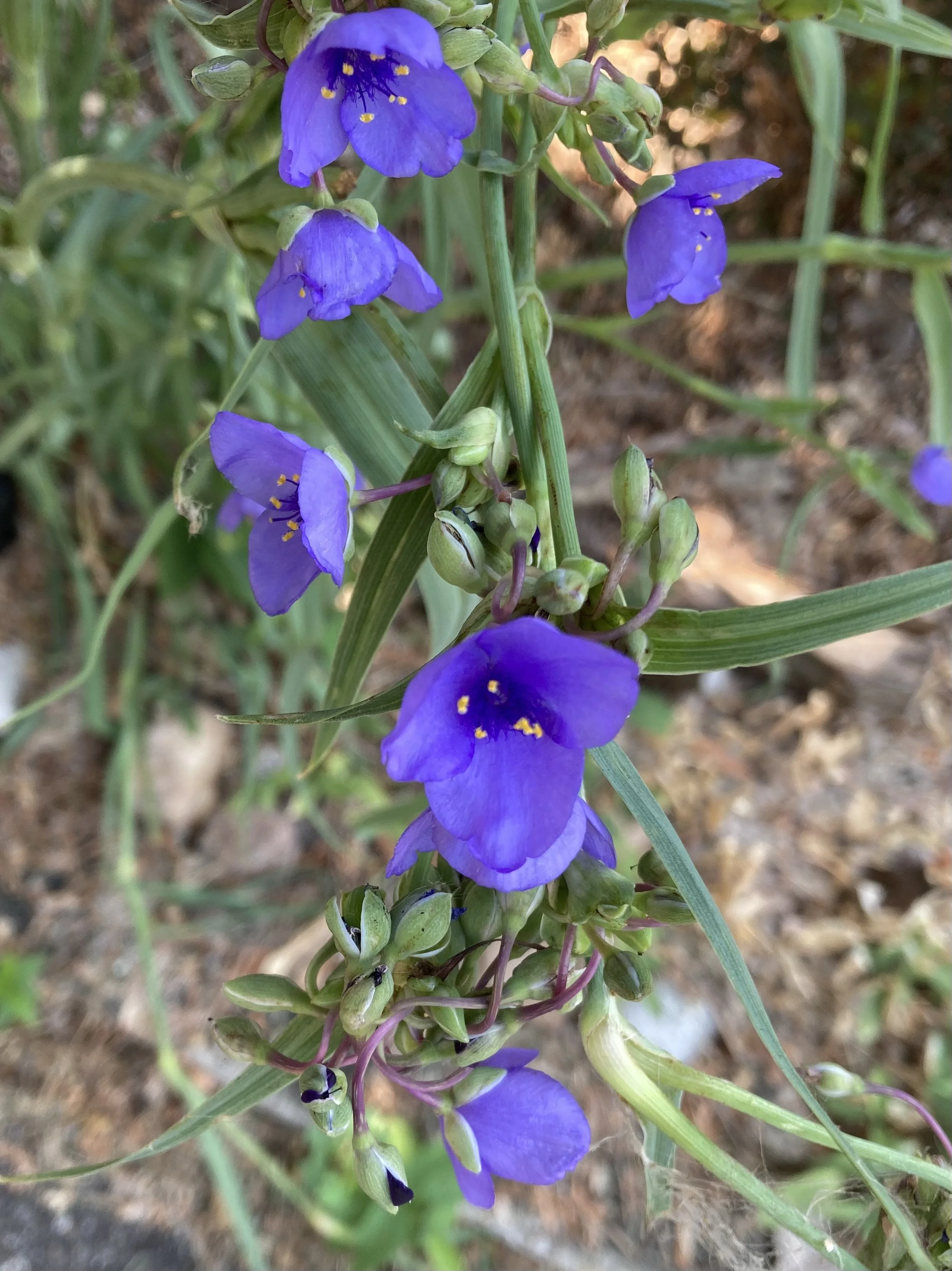 Spiderwort: A Pretty Plant with a Scary Name — Anoka County Master